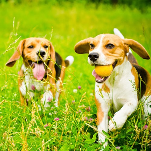 Puppy Training